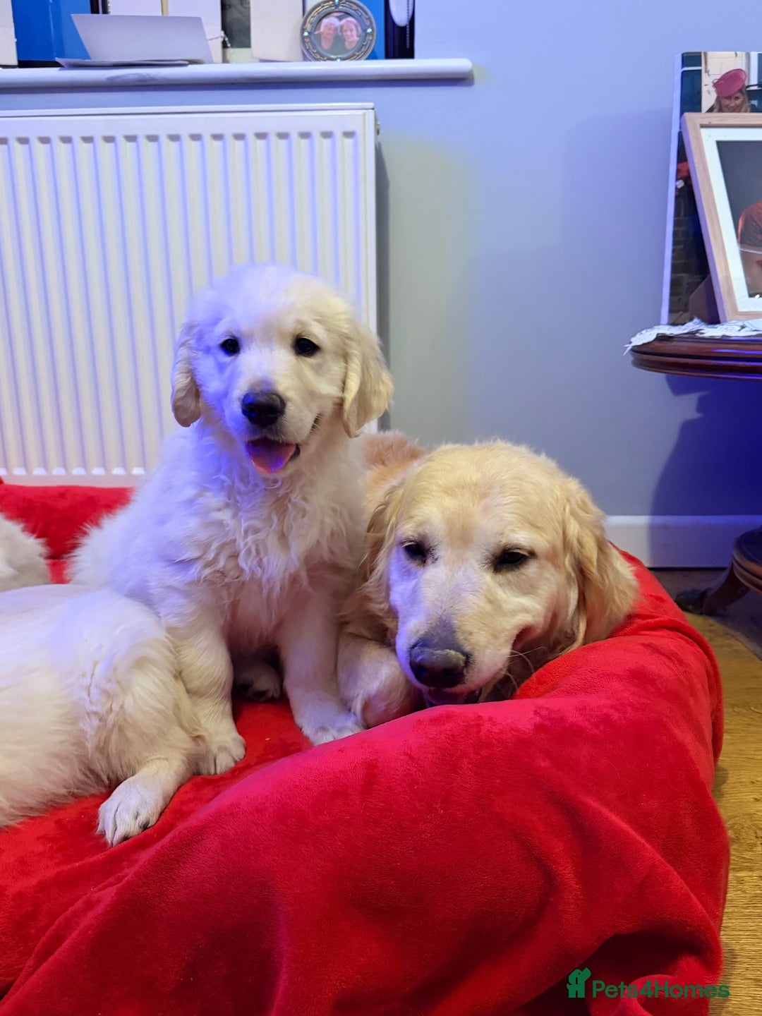 Golden Retriever dogs for sale: Fluffy Bears ready to go. Xx - Advert 11
