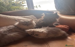 Persian cats for sale: Beautiful Pedigree Persians  - Image 28