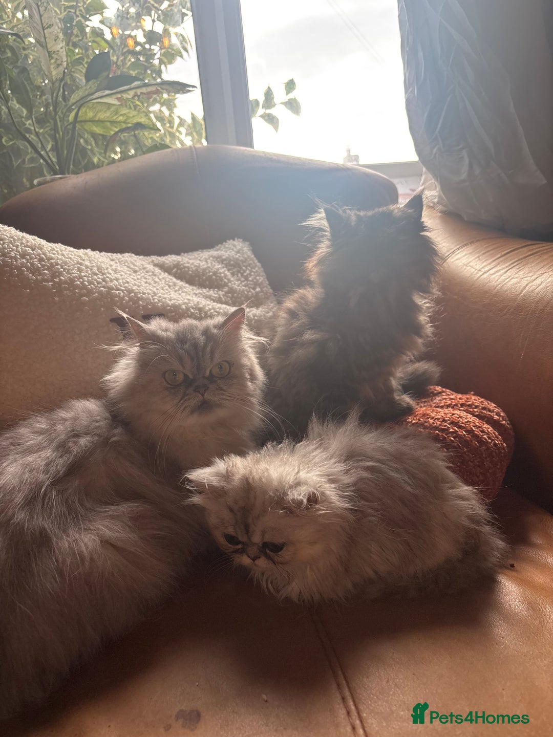 Persian cats for sale: Beautiful Pedigree Persians  - Image 28