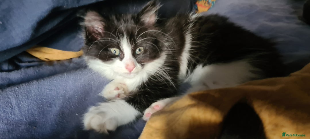 Maine Coon cats for sale: Beautiful Bonded Sisters - Image 20