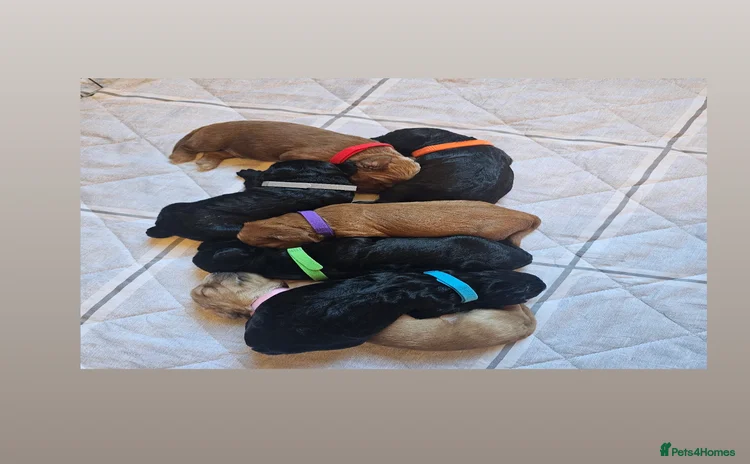 Cockapoo dogs Gorgeous Cockapoo puppies  - Advert 1