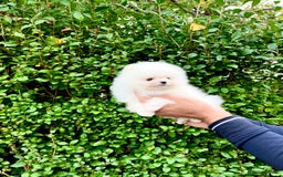 Pomeranian dogs for sale: Teddy face🐼Top quality🏆Very Tiny  - Image 7
