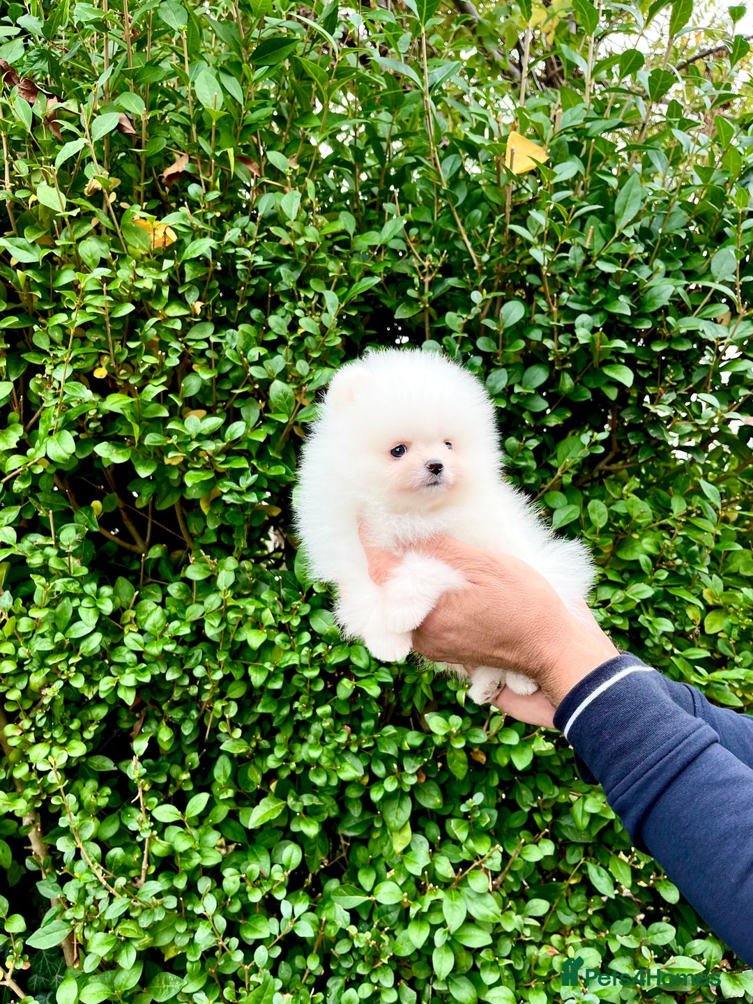 Pomeranian dogs for sale: Teddy face🐼Top quality🏆Very Tiny  - Image 7