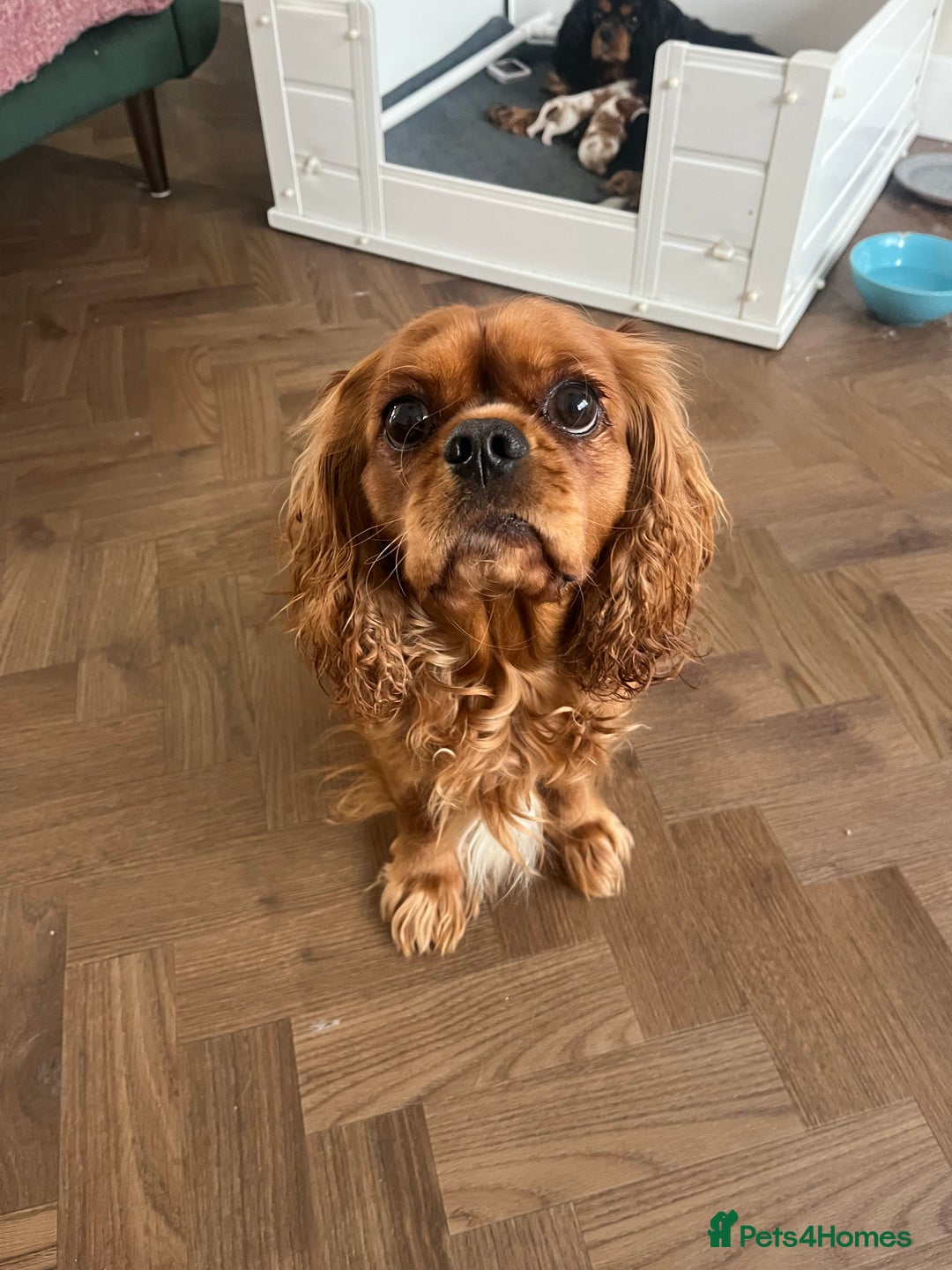 Cavalier King Charles Spaniel dogs for sale: Beautiful KC Registered Cavalier King Charles Pups - Advert 20