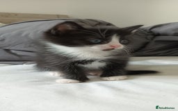 Mixed Breed cats for sale: 7 week old mixed breed kitten  - Image 1