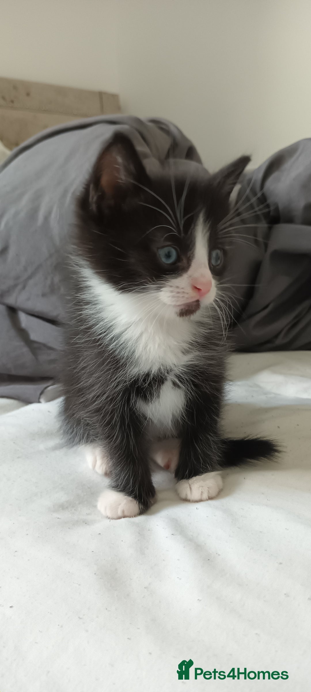 Mixed Breed cats for sale: 7 week old mixed breed kitten  - Image 1
