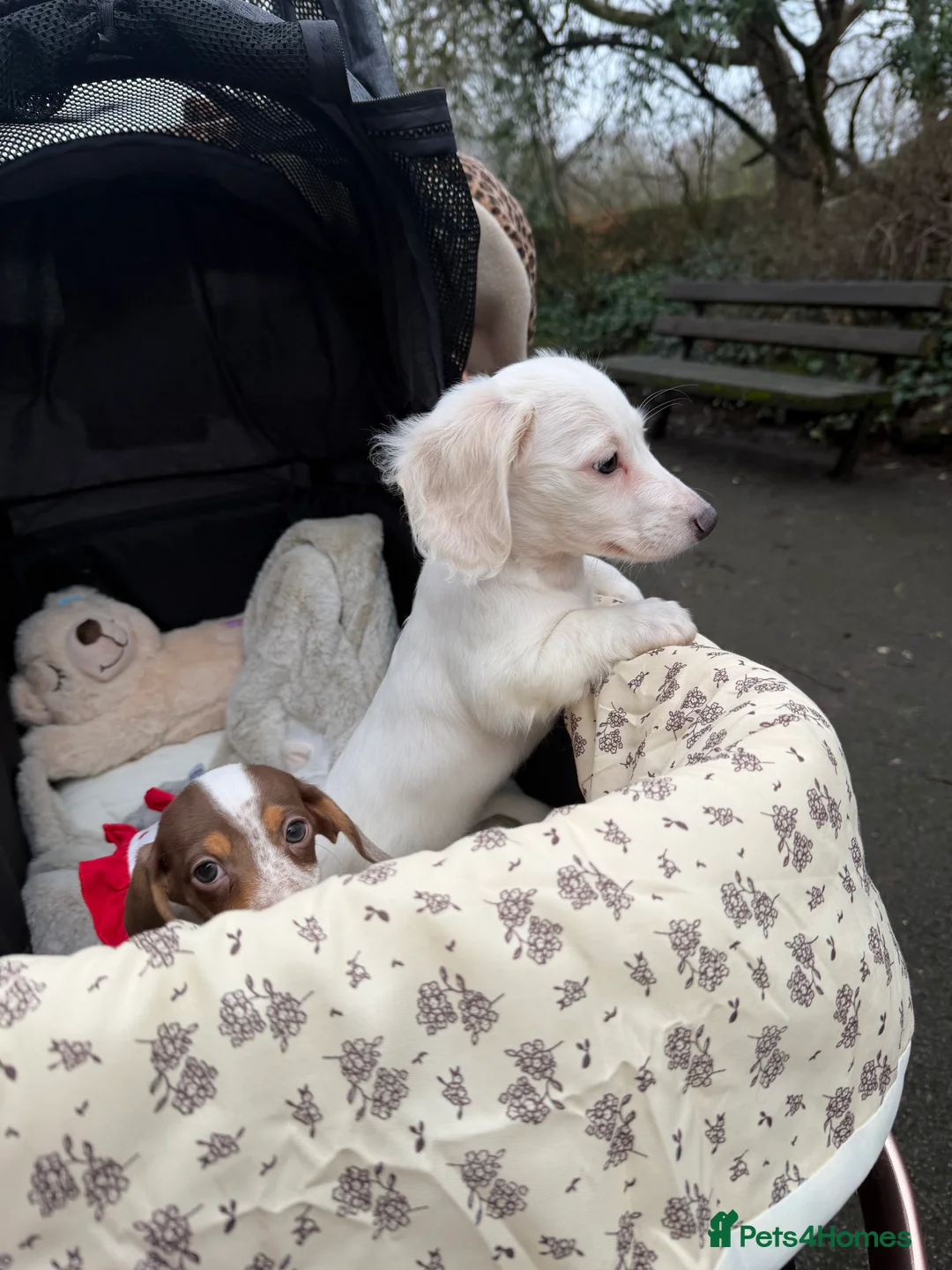 Miniature Dachshund dogs for sale: Clear cream miniature dachshunds  - Advert 9