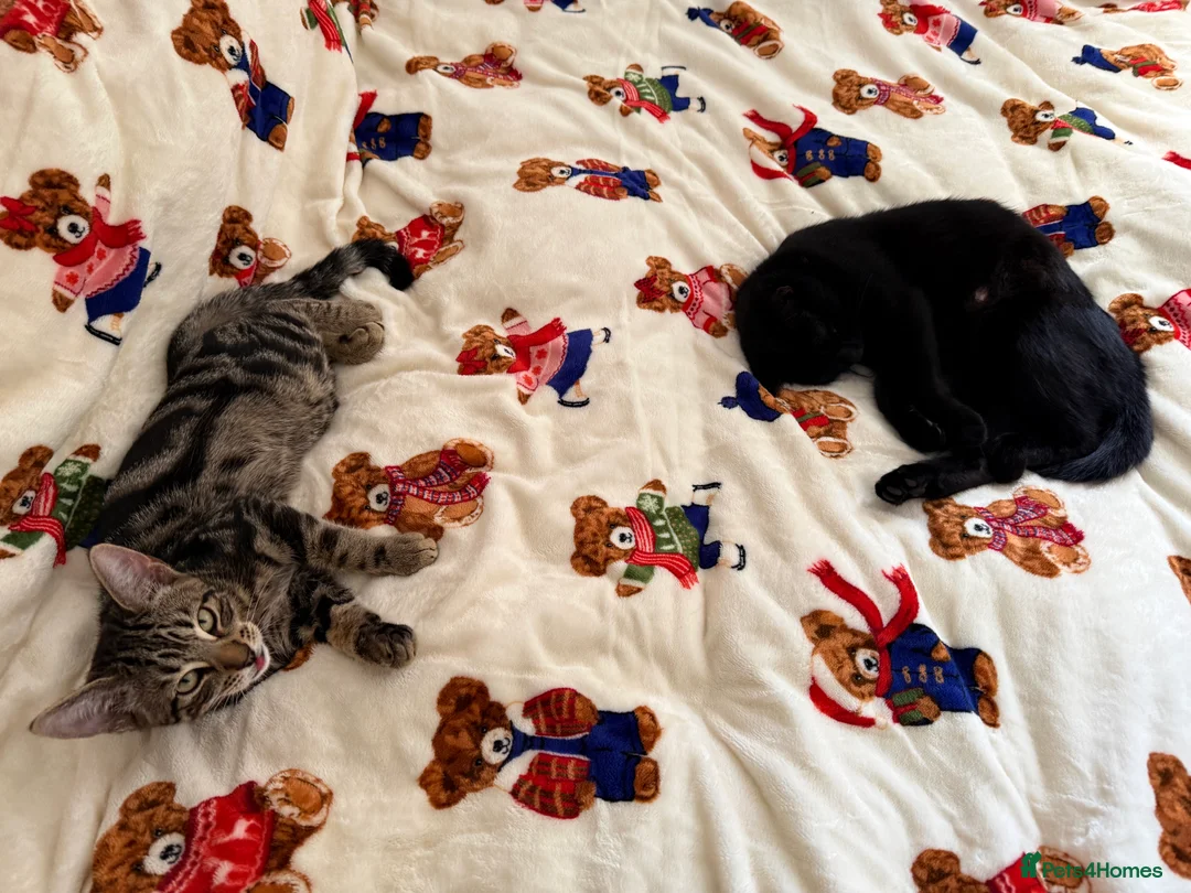 British Shorthair cats for sale: The most loving and affectionate baby  - Advert 5