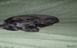 Cockapoo dogs for sale: F2b cockapoo puppies - Image 26