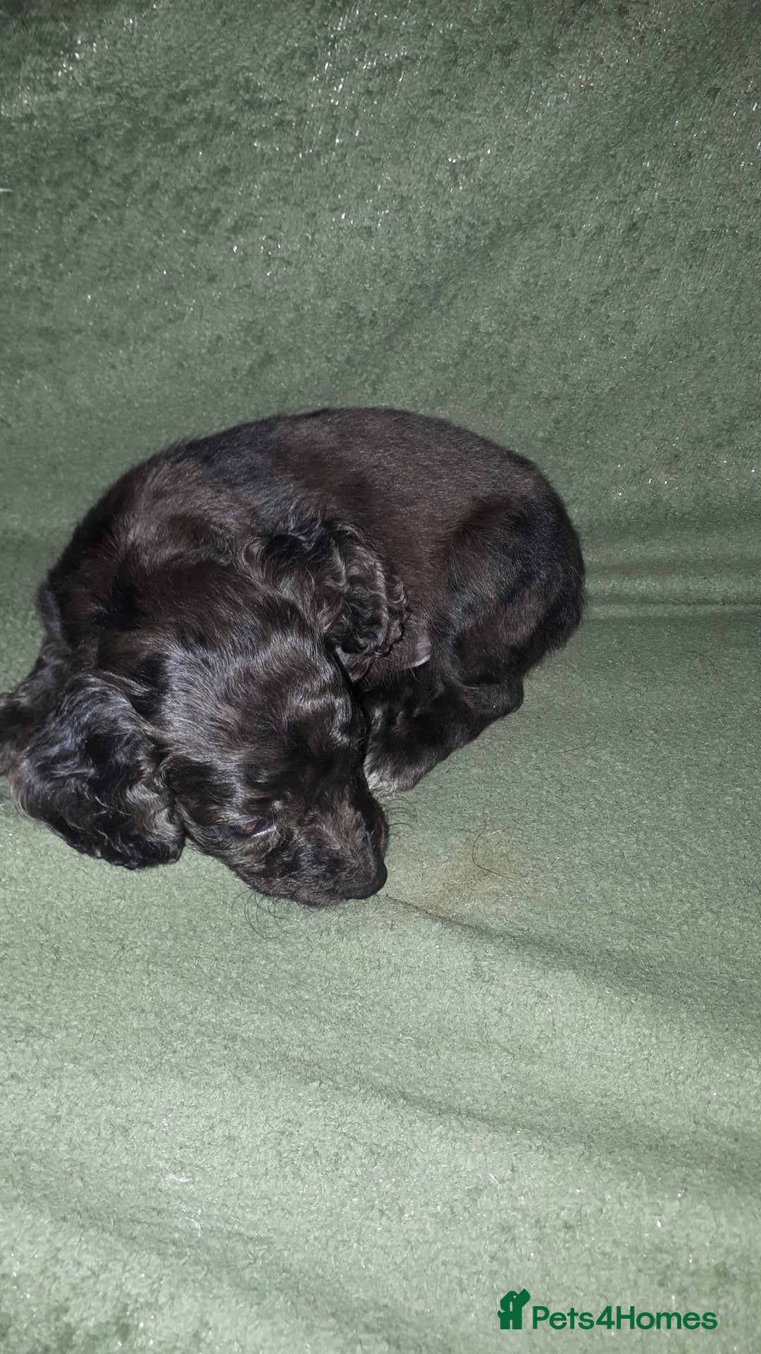 Cockapoo dogs for sale: F2b cockapoo puppies - Image 26