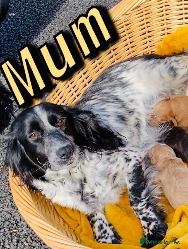 Cocker Spaniel dogs DNA health tested cocker spaniel pups - Advert 1
