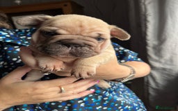 French Bulldog dogs for sale: Beautiful French bulldog puppies  - Image 14