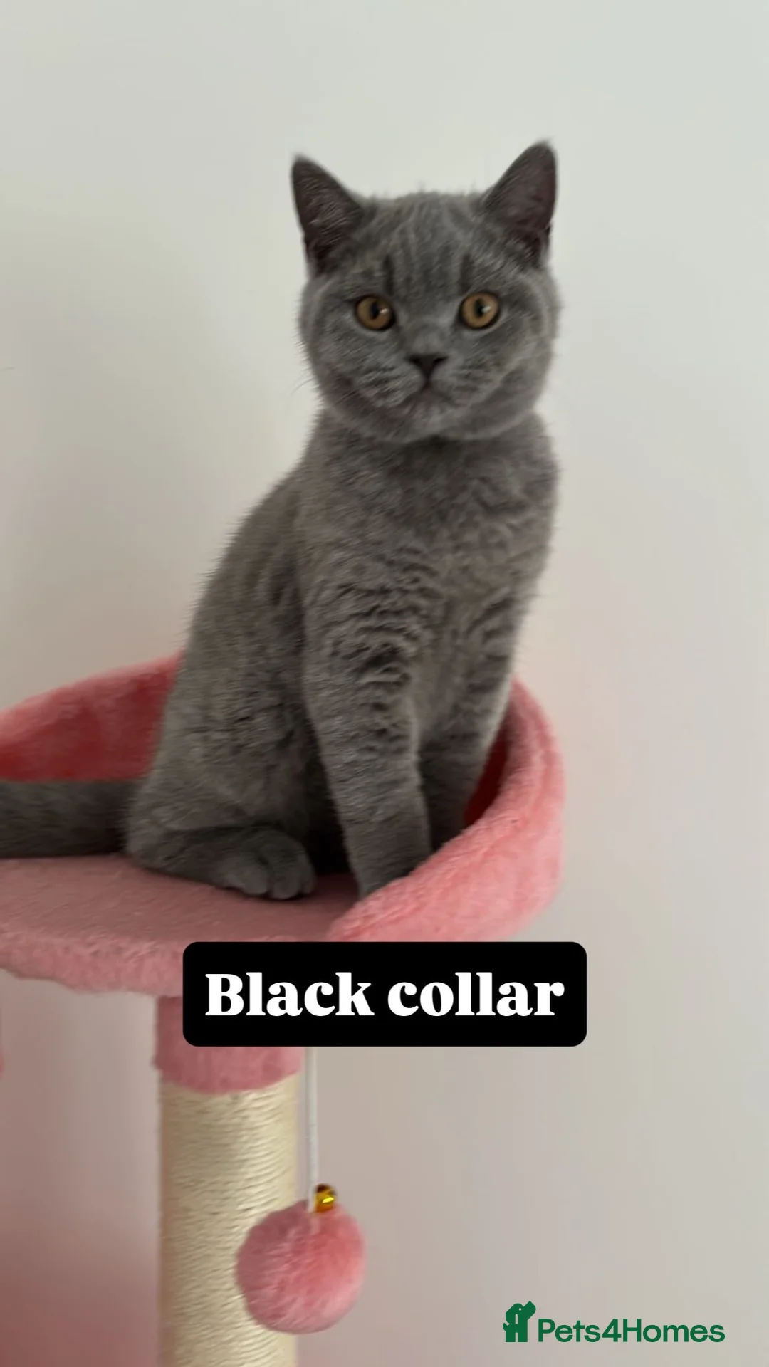 British Shorthair cats for sale: 🧸2 Remaining Chunky British Shorthair Kittens🧸 - Advert 7