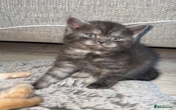Mixed Breed cats for sale: Bsh x maincoon kittens - Advert 3
