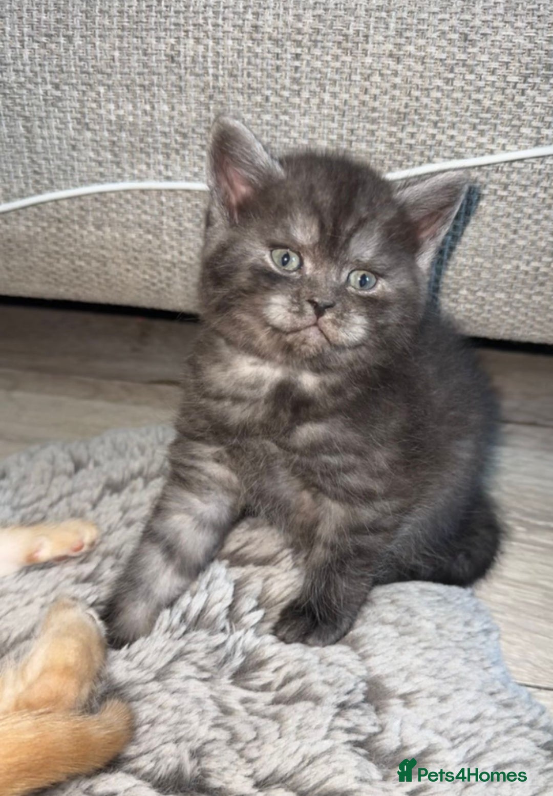 Mixed Breed cats for sale: Bsh x maincoon kittens - Advert 3