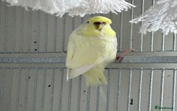 Budgerigars birds for sale: Young and adult unique colour budgies in London - Image 11