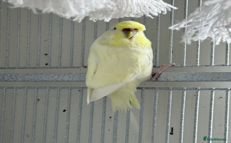 Budgerigars birds - Advert 2