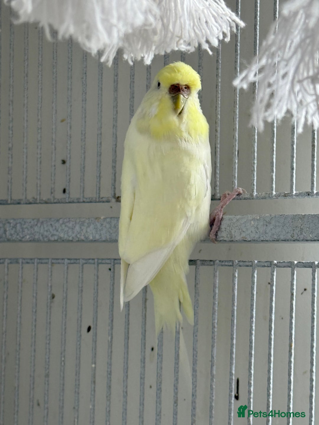 Budgerigars birds for sale: Young and adult unique colour budgies in London - Image 11