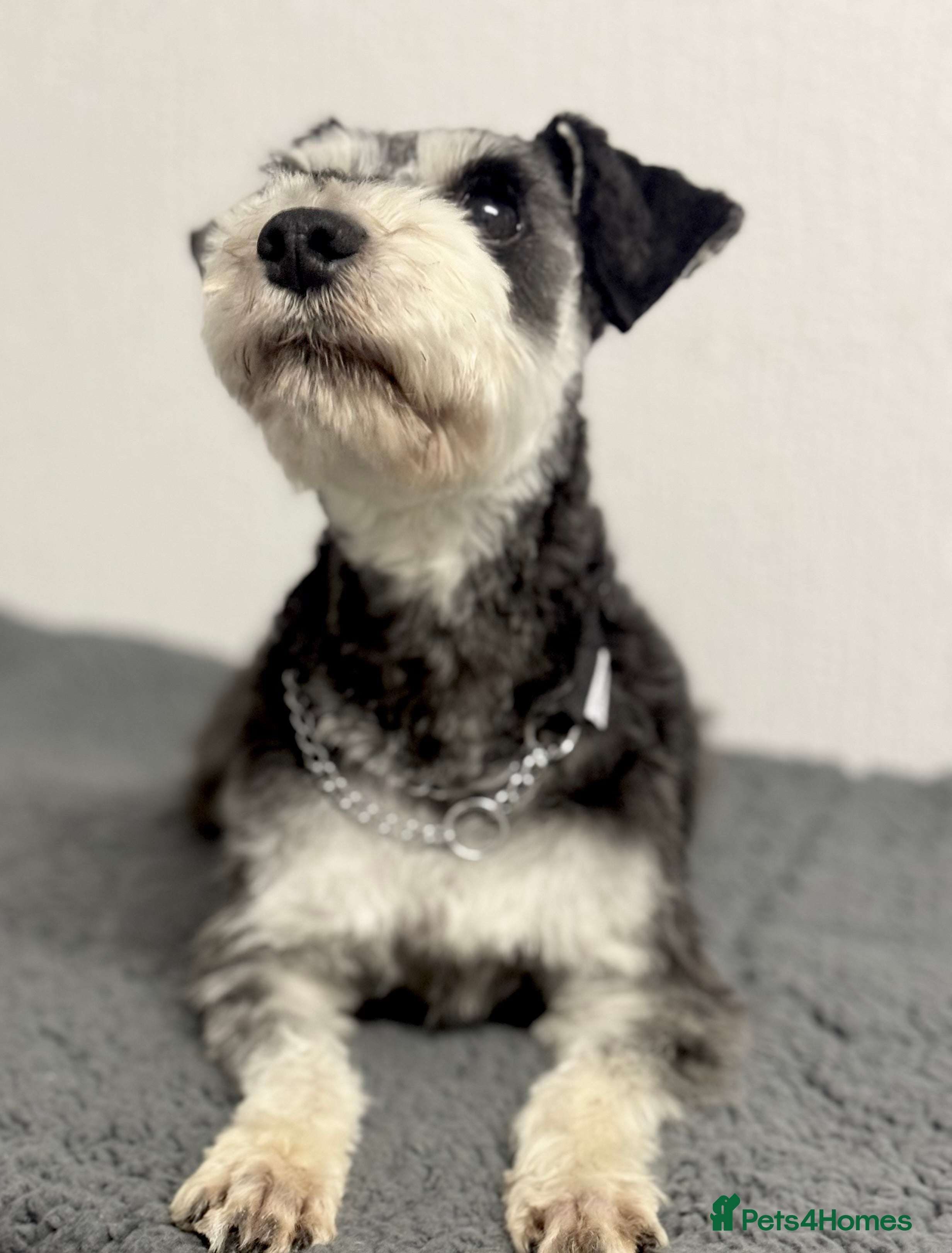 Miniature Schnauzer dogs Absolutely stunning girl 18months old  - Advert 6