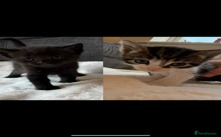 Mixed Breed cats for sale - Advert 1