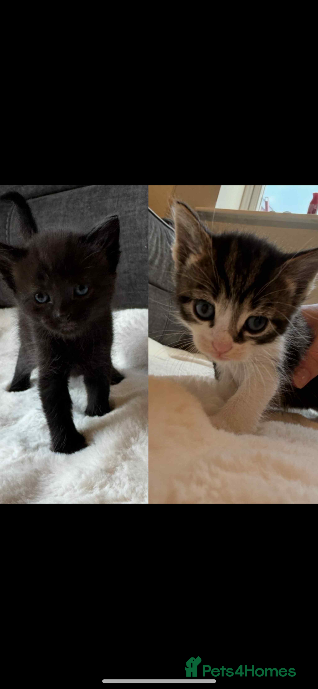 Mixed Breed cats for sale: Kittens , boys  - Image 1