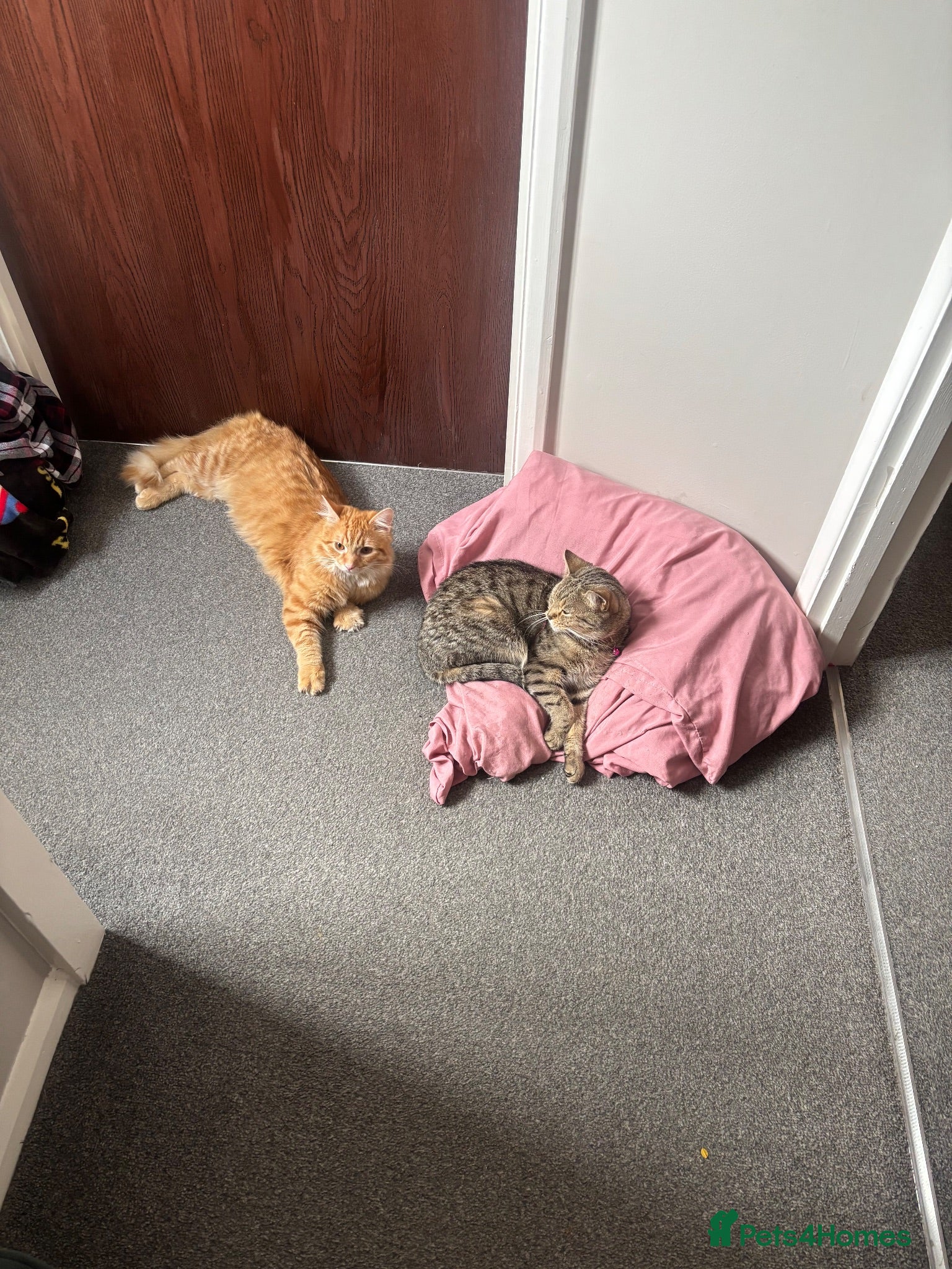 Mixed Breed cats Kittens  - Advert 8