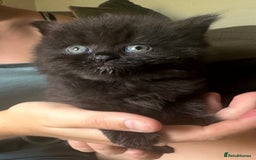 British Shorthair cats for sale: British blue short hair x ragdoll kittens - Image 13