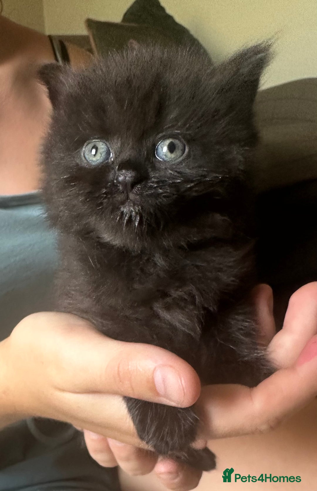 British Shorthair cats for sale: British blue short hair x ragdoll kittens - Image 13