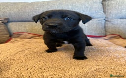 Mixed Breed dogs for sale: Labrador Cross Husky Girls  - Image 11