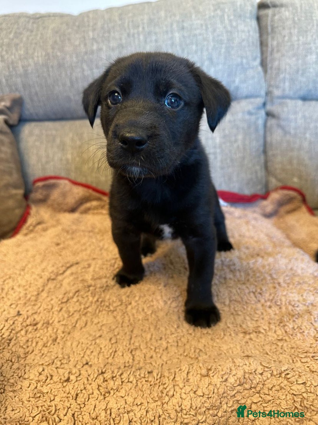 Mixed Breed dogs for sale: Labrador Cross Husky Girls  - Image 11