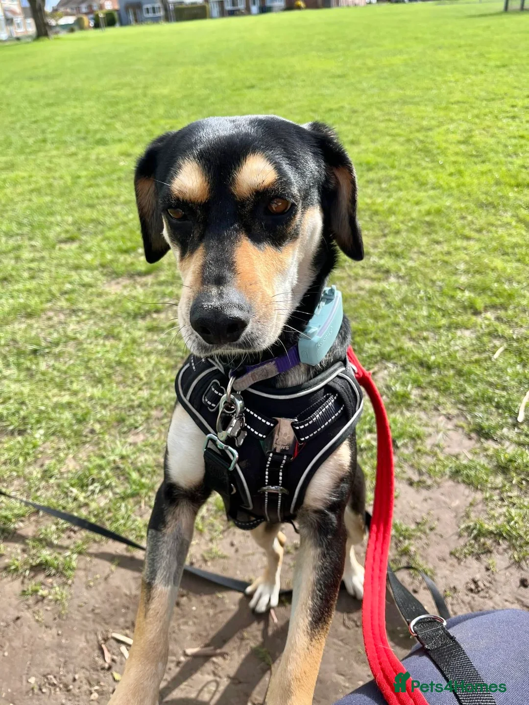 Mixed Breed dogs for adoption: Thea — a gentle soul with the softest heart in Cambridge - Advert 1