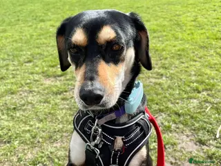 Mixed Breed dogs Thea — a gentle soul with the softest heart - Advert 1