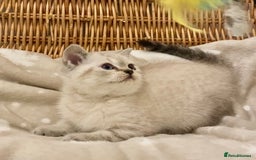 British Shorthair cats for sale: 🧸EXCEPTIONAL QUALITY PURE BREED BSH TEDDY BEARS🧸 - Advert 19