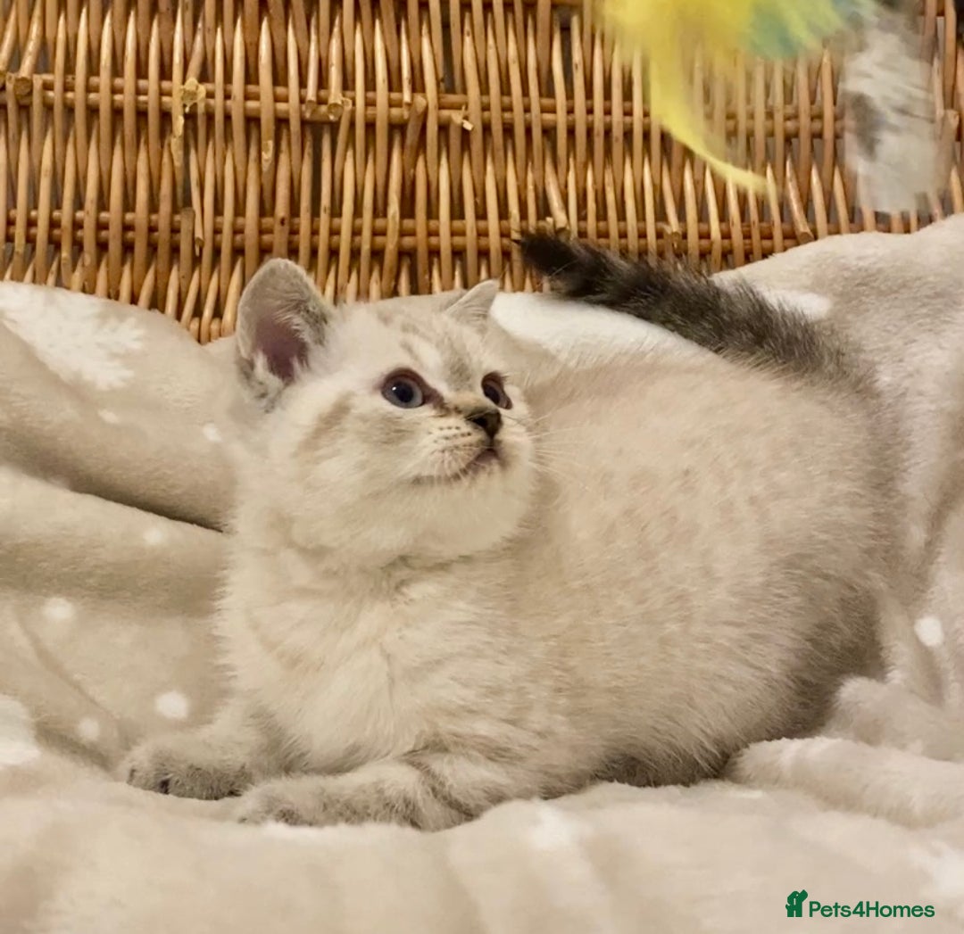 British Shorthair cats for sale: 🧸EXCEPTIONAL QUALITY PURE BREED BSH TEDDY BEARS🧸 - Advert 19