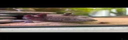 Axolotl reptiles for sale: Baby axolotls in Birmingham - Advert 2