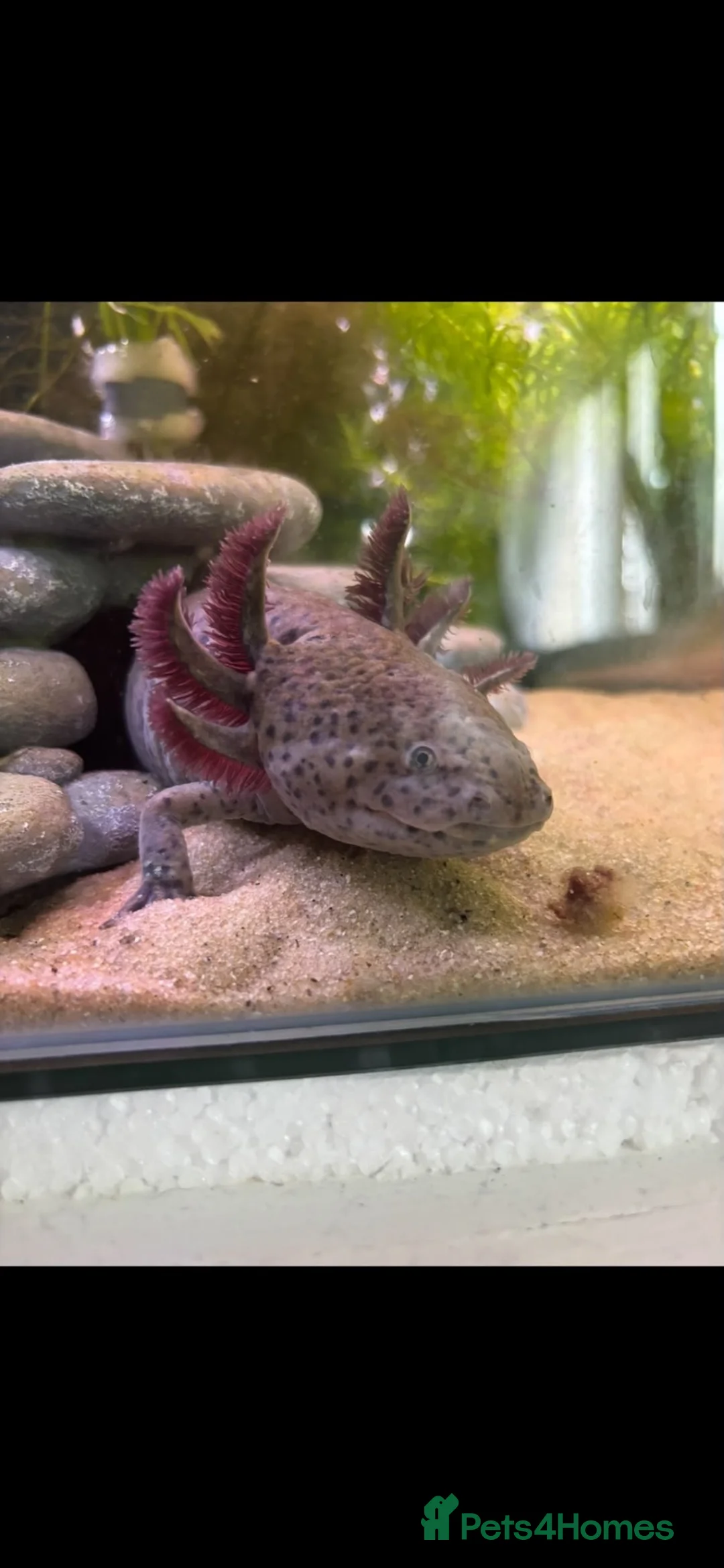 Axolotl reptiles for sale: Baby axolotls in Birmingham - Advert 2