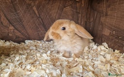 Mini Lop rabbits for sale: Mini lop babies  - Image 4