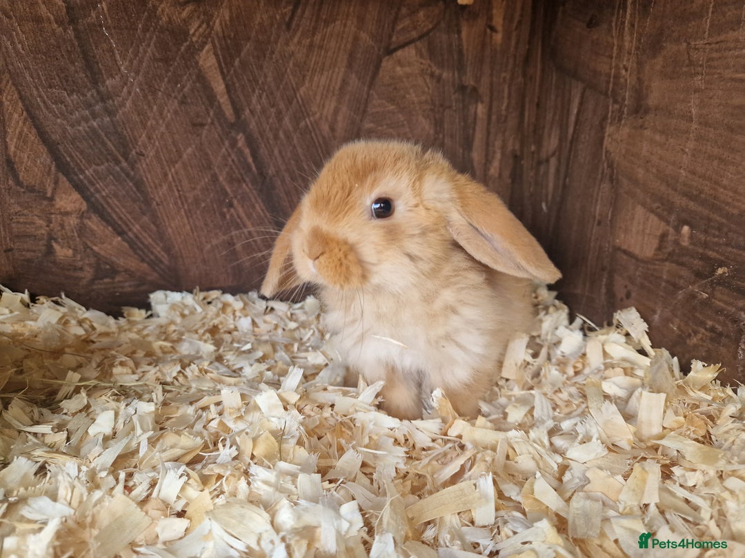 Mini Lop rabbits for sale: Mini lop babies  - Image 4