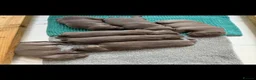 Staffordshire Bull Terrier dogs for sale: Beautiful kc registered Staffords bull terrier  - Advert 31