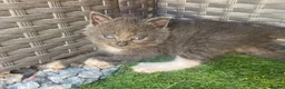 Mixed Breed cats for sale: 4 fluffy kittens - Advert 5