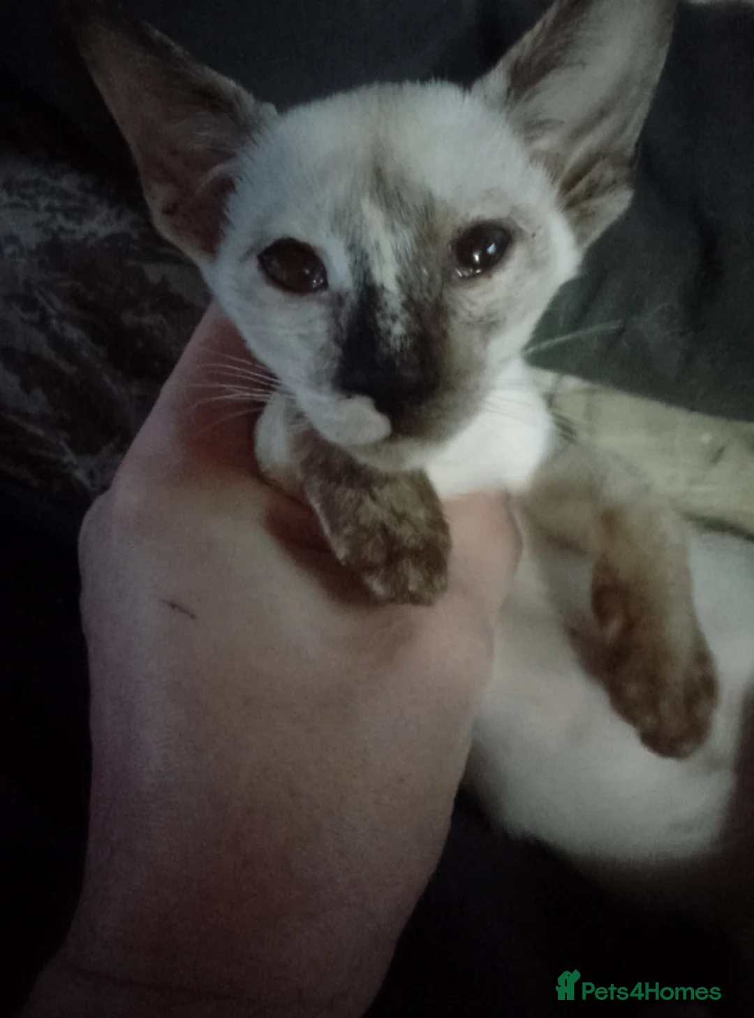 Siamese cats for sale: Siamese kittens - Advert 2