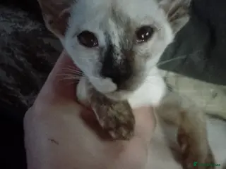 Siamese cats Siamese kittens - Advert 1