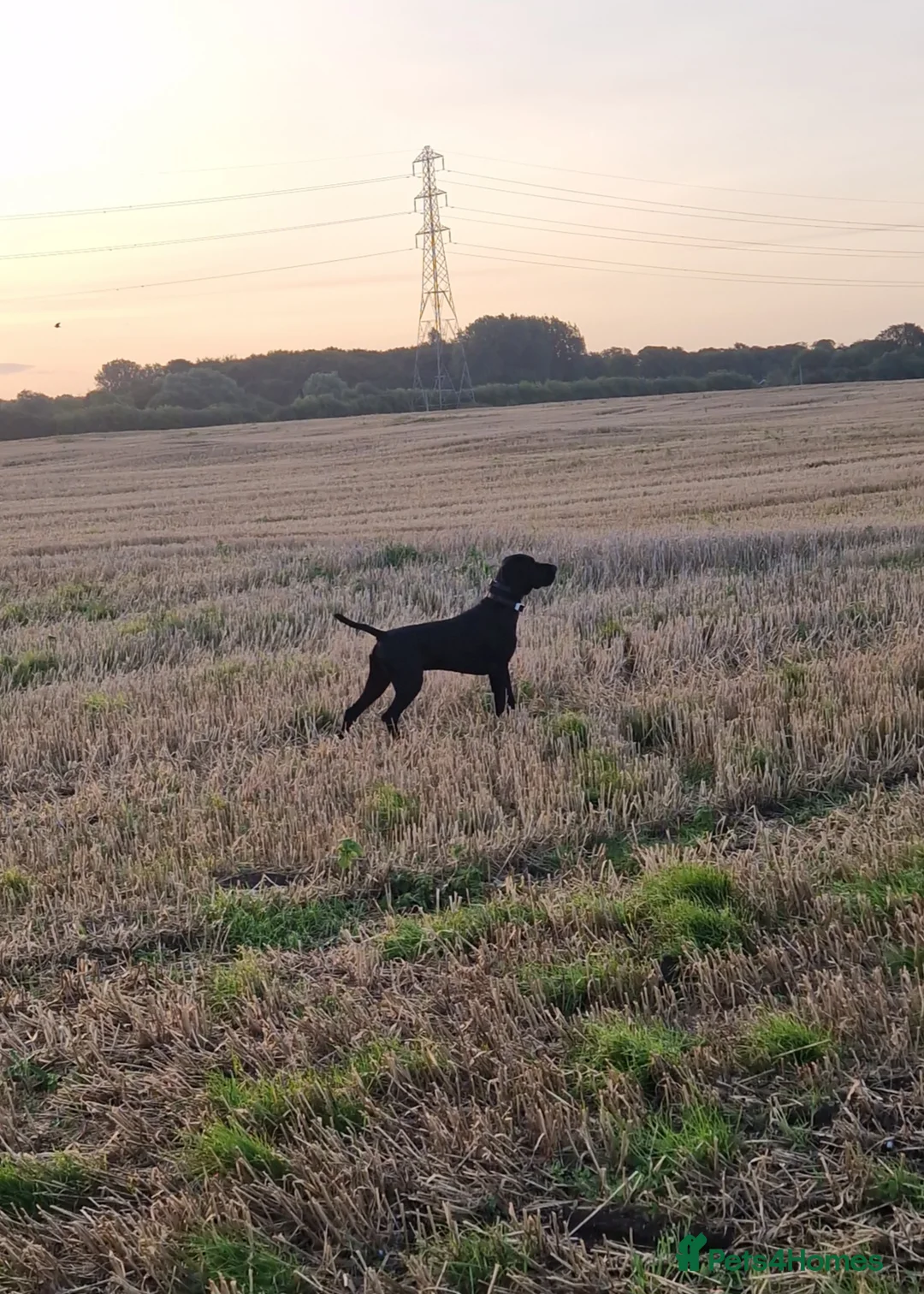 German Shorthaired Pointer dogs for stud: Proven full KC Reg GSP 5th Generation working in Liverpool - Advert 7