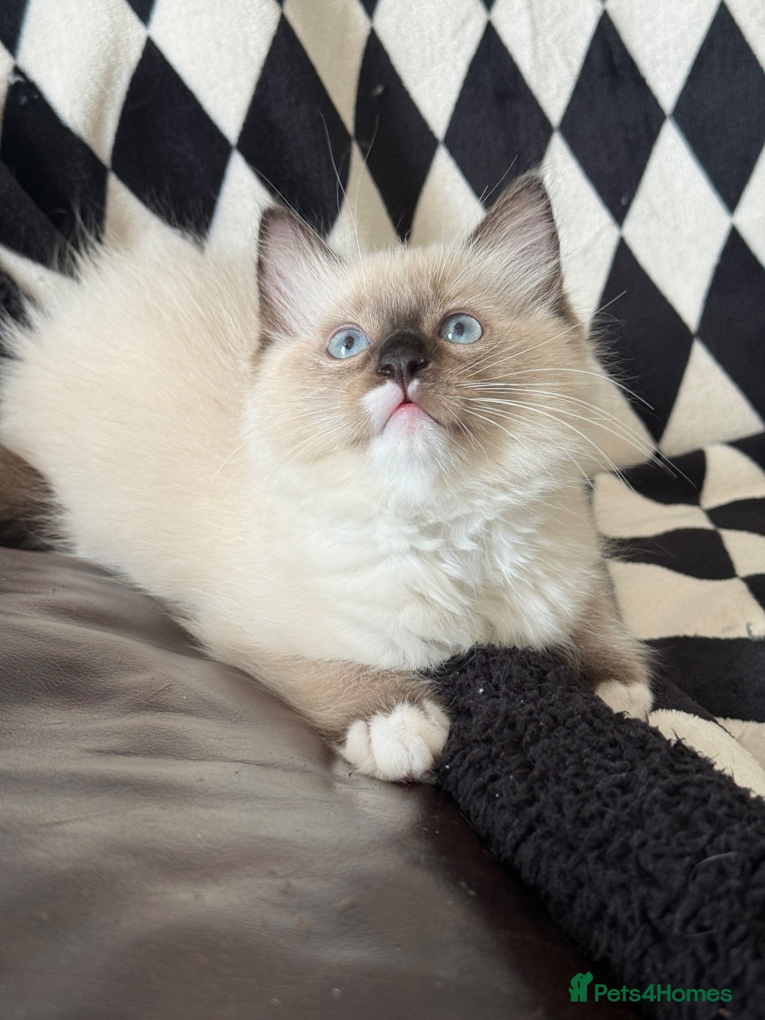 Ragdoll cats Chunky Ragdoll kittens  - Advert 2