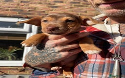 Jack Russell dogs for sale: 🐾 Miniature Jack Russell Puppies 🐾 - Image 19