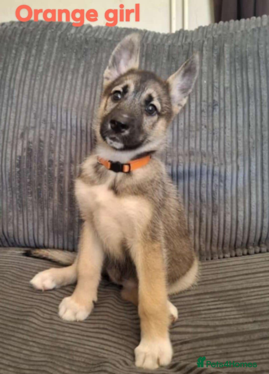 Shepsky dogs for sale: 4 beautiful shepsky puppies  - Image 5