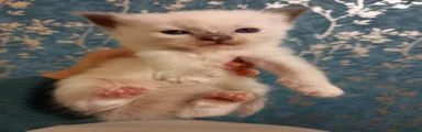 Ragdoll 2
