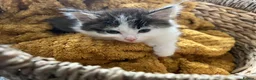 British Longhair cats for sale: Beautiful long haired polydactyl kittens for sale  - Advert 2