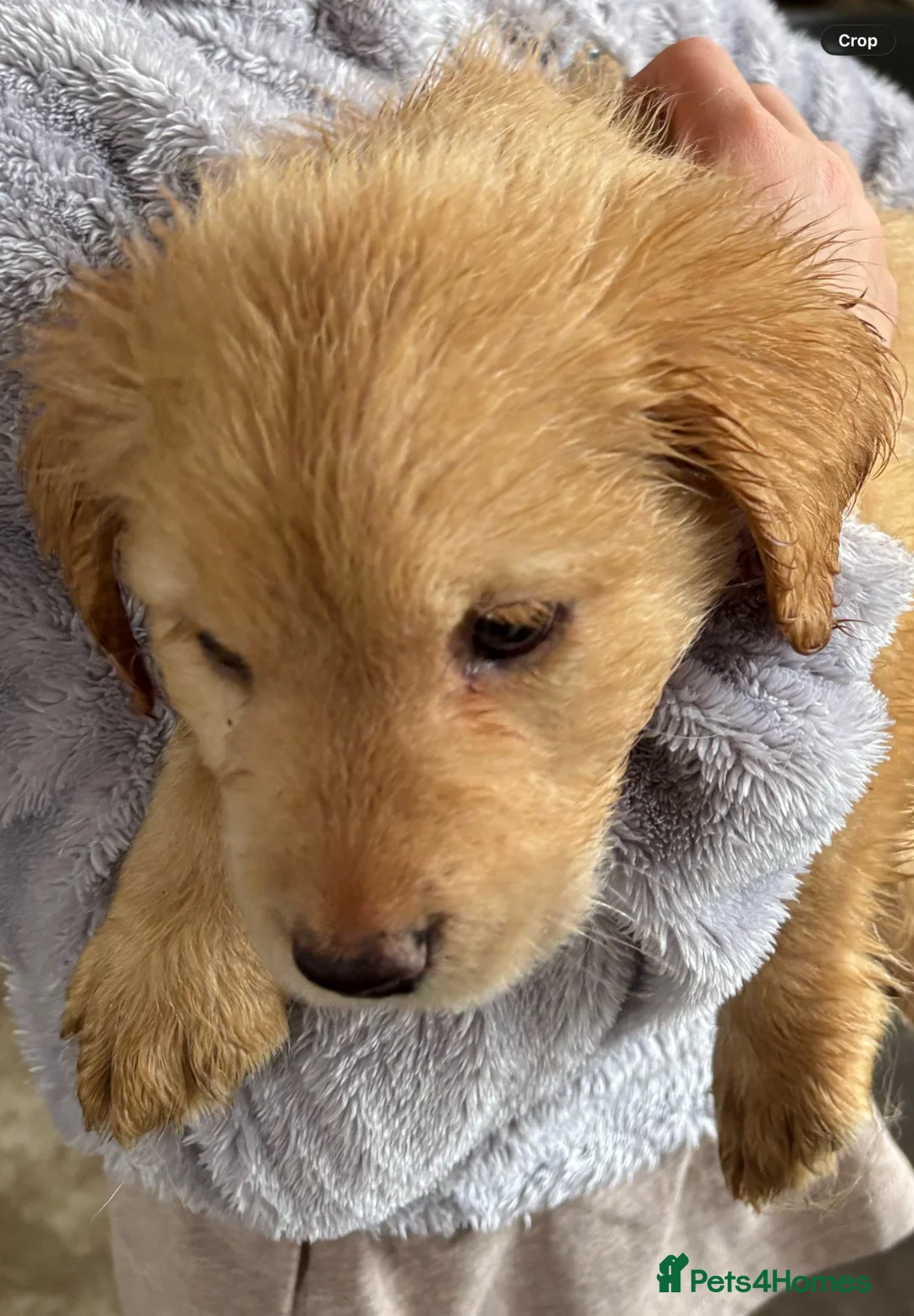 Labrador Retriever dogs for sale: LABRADOR PUPPIES FOR SALE - Advert 2