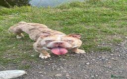 American Bully dogs for sale: Pocket bully one green eye and one blue eye  - Image 2